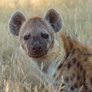 South Luangwa - Close-up hyena